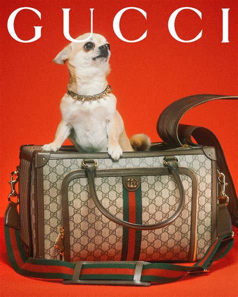 gucci pet kopen|gucci pet slang.